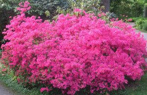 2014_04_27 Hamburg, Stadtpark