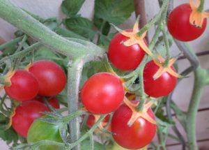 2014_07_20 Hamburg-Winterhude, Balkonernte