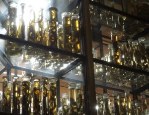 2014_07_23 Berlin, im Naturkundemuseum