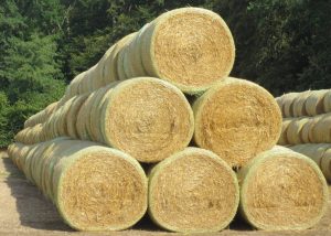 2014_08_15 Radeltour an der Schlei