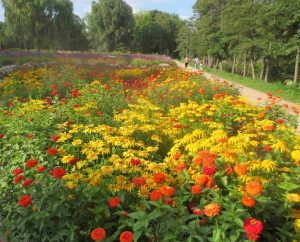 2013_08_27 Hamburg-Wilhelmsburg: igs