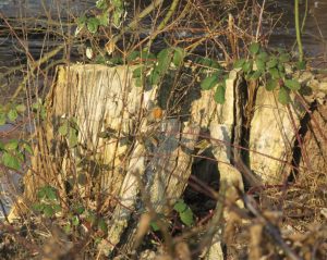 2017_02_15 Hamburg-Winterhude, Goldbek-Aue