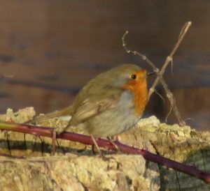 2017_02_15 Hamburg-Winterhude, Goldbek-Aue