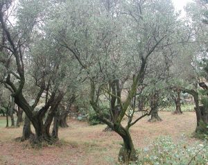 2011_09_04 Villeneuve-Lez-Avignon (F), Fort Saint-André