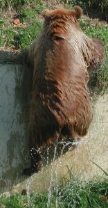 2011_10_22 Bern (CH), Braunbär