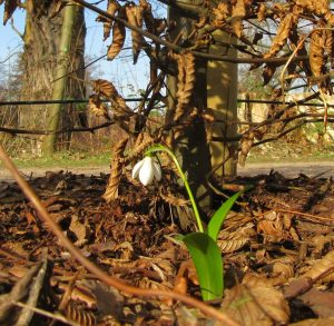 2017_03_12 Hamburg-Winterhude, Goldbek-Aue