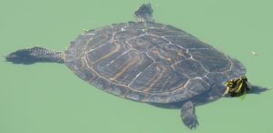 2017_03_30 Tivoli (I), Villa Adriana