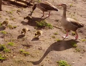 2017_04_22 IMG_20170422_164939a