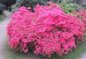 2017_05_09 Hamburg-Stadtpark