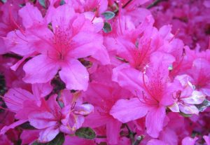 2017_05_09 Hamburg-Stadtpark