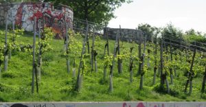 2017_05_23 Hamburg, Stintfang: Weinberg