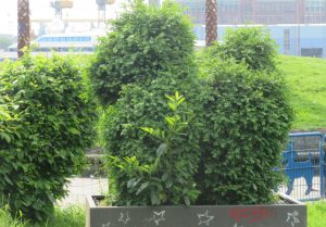 2017_05_23 Hamburg, Park Fiction: Pudel-Hecke