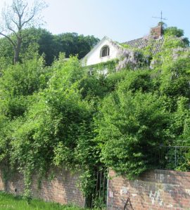 2017_05_23 An der Elbe, Gartenwildnis