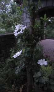 2017_06_04 Hamburg-Eppendorf: Meenkwiese-Paradise