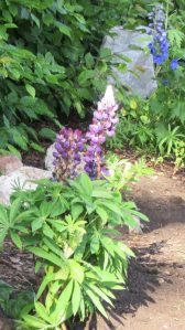 2017_06_18 Hamburg, Goldbek-Aue