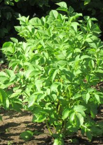 2017_06_18 Hamburg, Goldbek-Aue