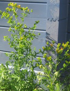 2017_06_18 Hamburg, Goldbek-Aue