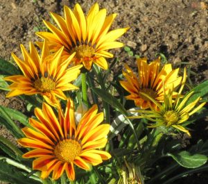 2017_06_18 Hamburg, Goldbek-Aue