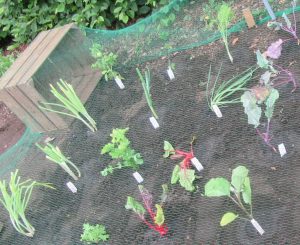 2017_06_23 Hamburg, Goldbek-Aue