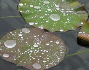 2017_07_26 Berlin, IGA Marzahn-Hellersdorf
