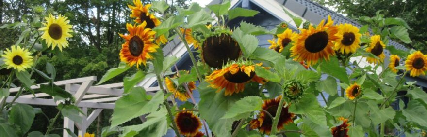 2017_09_03 IMG_1563a