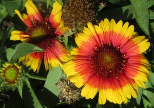 2017_10_02 Hamburg, Goldbek-Aue