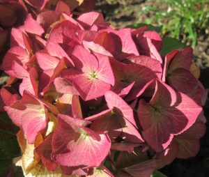 2017_10_02 Hamburg, Goldbek-Aue