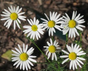 2017_10_01 Hamburg, Goldbek-Aue