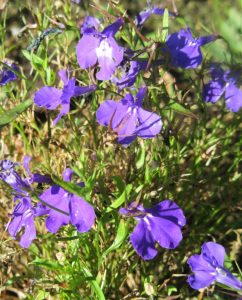 2017_10_01 Hamburg, Goldbek-Aue