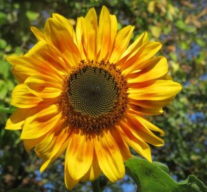 2017_10_01 Hamburg, Goldbek-Aue