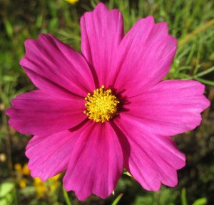 2017_10_02 Hamburg, Goldbek-Aue