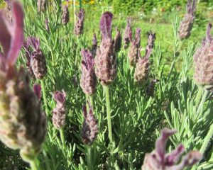 2017_10_01 Hamburg, Goldbek-Aue