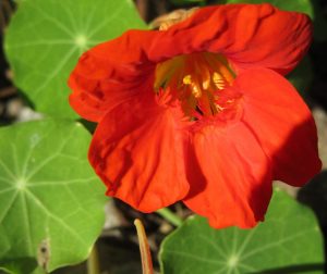 2017_10_01 Hamburg, Goldbek-Aue