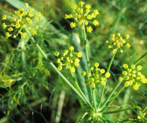 2017_10_01 Hamburg, Goldbek-Aue