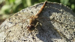 2017_10_01 Hamburg, Goldbek-Aue