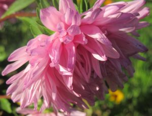 2017_10_01 Hamburg, Goldbek-Aue