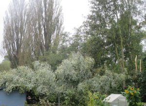 2017_10_07 Hamburg, Goldbek-Aue: Windbruch