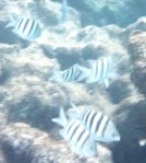 1986 m6, isla mujeres, garaffon 2a