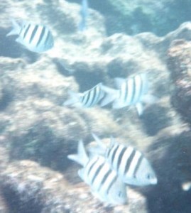 1987_01_05 Isla Mujeres (MX), Garaffon