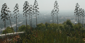 2008_08 Los Angeles (CA)