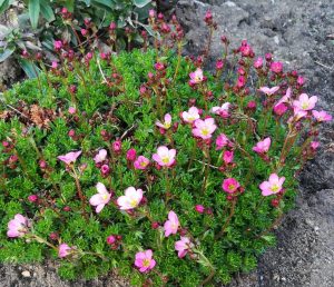 2018_04_19 Hamburg, Goldbek-Aue