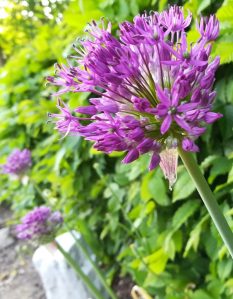 2018_05_09 Hamburg, Goldbek-Aue