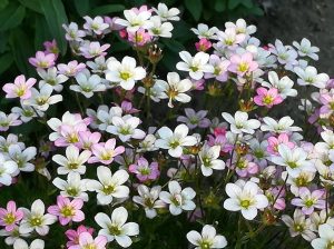 2018_05_09 Hamburg, Goldbek-Aue