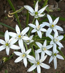 2018_05_09 Hamburg, Goldbek-Aue