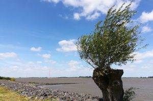 2018_07_07 Grünendeich (Altes Land)