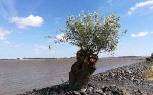 2018_07_07 Grünendeich (Altes Land)