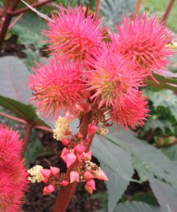 2018_07_21 Wiesbaden, Apothekergarten: Rizinus