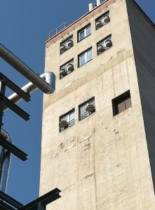 2018_08_17 Artenschutz im unteren Schwarzatal: Dohlen, Turmfalken