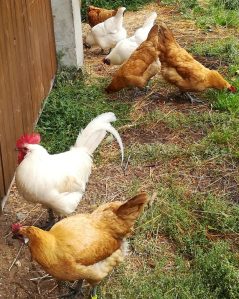 2018_09_12 Hamburg, Gut Karlshöhe