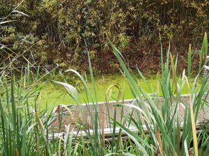 2018_09_12 Hamburg, Gut Karlshöhe Pflanzenkläranlage